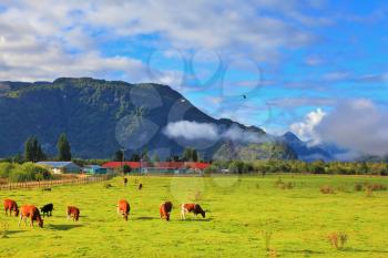 Orange and black cows graze on green pasture. Rural idyll in Chilean Patagonia