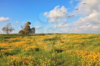 A lovely spring day in southern Israel. Flowering fields and the bright blue sky. A flock of migratory birds in the sky