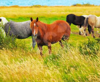 Gray, bay and black horses grazing in the meadow. National Park Torres del Paine, Chile