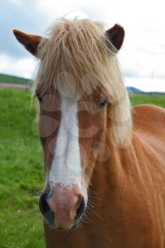 Iceland in July. Farmer sleek horse. Portrait of a red horse with a light mane and a white muzzle