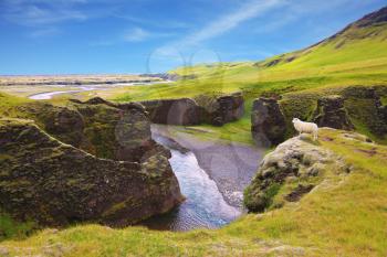 Neverland Iceland. The picturesque canyon Fjadrargljufur;, rocks with yellowed grass and blue water of the river