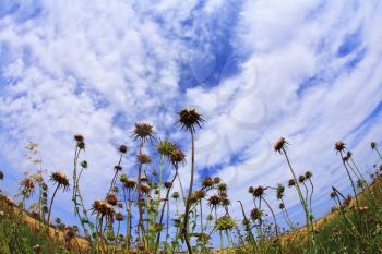 The picturesque field of thistles, photographed by objective Fish eye