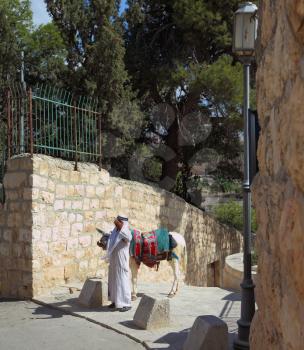 An elderly Arab in a white national dress and a white donkey posing for tourists. Jerusalem, the Christian Quarter
