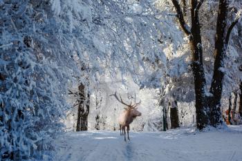 Cold sunny Christmas morning. Red deer antlered is a forest glade