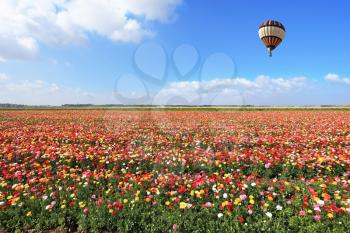  Spring Day in Israel.  Bright striped balloon flies over a field of colorful garden of buttercups.