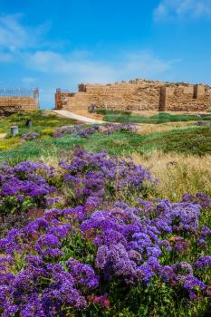 National park Caesarea on the Mediterranean. Israel. The vast field of lavender flowers. The ruins of the protective walls and internal structures of the city