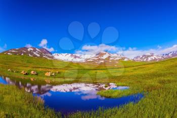 Summer Iceland. Blue lake water reflects snow hills. Fields grew with  fresh green grass. Photo taken fisheye lens