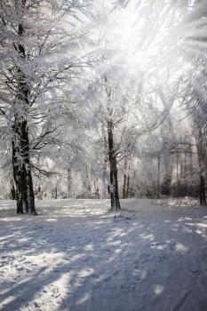 The forest glade which is filled up with snow. Solar winter Christmas morning