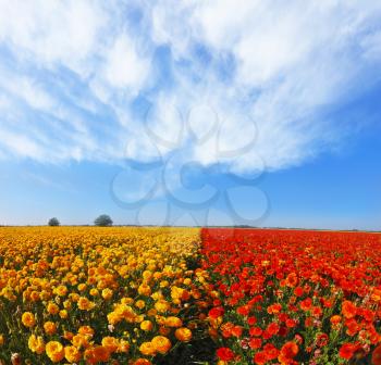 Kibbutz huge flower fields. Blooming red and yellow buttercups in spring in Israel