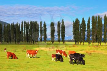 Rural idyll in Chile. Orange and black cow peacefully grazing on a green pasture