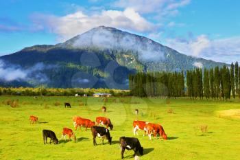 Rural idyll in Chile. Orange and black cows graze on green pasture.