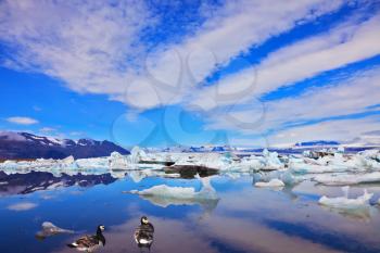 Cirrus cloud, drifting ice floes and flying geese are reflected in an ocean lagoon. Jökulsárlón Glacial Lagoon in Iceland