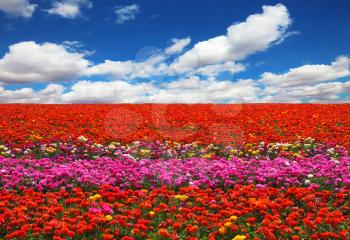 Huge field of red and pink garden buttercups for export. Spring in the fields of Israel