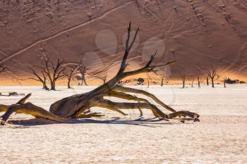 Dry lake surrounded by orange dunes. Morning long shadows of dry trees. Travel to Namibia, Namib-Naukluft National Park
