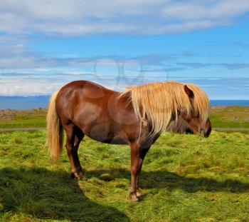 Iceland in July. Farmer sleek bay horse with a light mane