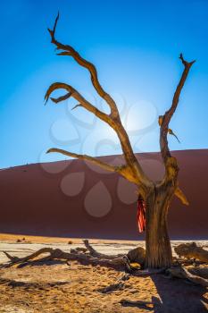  Picturesque dry trees at the bottom of dried lake. Dry picturesque tree decorated with silk scarf. Travel to Namibia. Park Namib-Naukluft National Park
