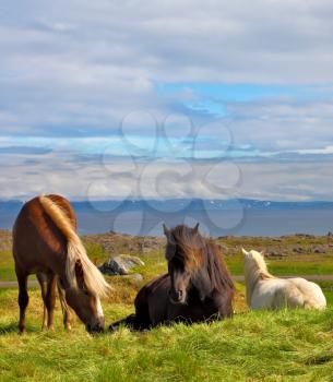  Well-groomed horses grazing in a meadow near the farm.  Farm grazing herds. Iceland in the summer