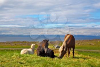 Iceland in the summer. Farm grazing herds. Well-groomed horses grazing in a meadow near the farm