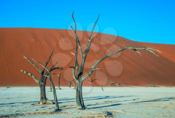 The concept of exotic travel. Orange sand dunes around the dried up lake. Picturesque dry trees covered sunset