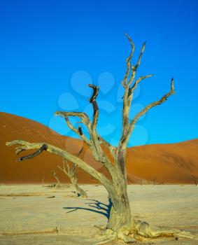 Beautifully curved a dry tree. Orange dune. The bottom of dried lake Deadvlei. Ecotourism in Namib-Naukluft National Park, Namibia
