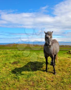  Beautiful horse grazing in a meadow near the farm. Farmer sleek gray horse. Iceland in July