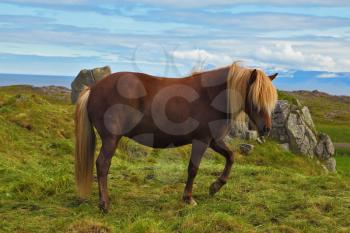 Iceland in July. Farmer sleek horse. A beautiful horse grazing in a meadow near the farm