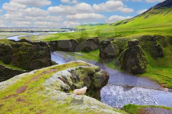 Dreamland Iceland. The picturesque canyon  Fjadrargljufur, green grass of rocks and blue ribbon of the river