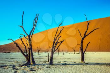 The bottom of dried lake Deadvlei, with dry trees. Ecotourism in Namib-Naukluft National Park, Namibia. Evening