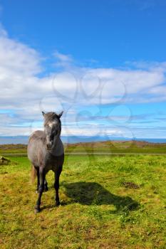  Farmer sleek gray horse. Beautiful horse grazing in a meadow near the farm. Iceland in July