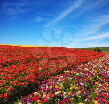 Buttercups grow bright colored stripes- red, pink, yellow and purple. Elegant multi-color rural fields with flowers
