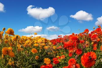 Luxury garden buttercups. The kibbutz in southern Israel. Fluffy clouds over the floral splendor. Concept of rural tourism and agrotourism 