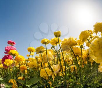 Magic country of the sun, sky and flowers. The southern sun illuminates the fields of yellow  and pink buttercups