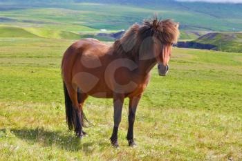 Warm summer day in Iceland. Farmer sleek bay horse with a light mane. Green lawn on the shores of the fjord