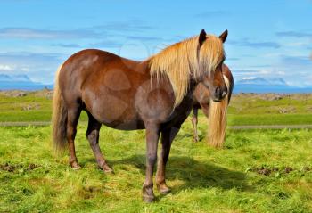 Farmer sleek bay horse with a light mane. Warm summer day in Iceland. Green lawn on the shores of the fjord