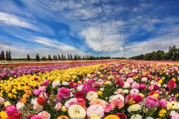  Israeli kibbutz on the border with the Gaza Strip. Spring carpet of flowers. Huge field of blossoming garden buttercups