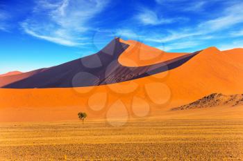 Small lonely tree in a vast desert. Orange, purple and yellow dunes of the Namib desert. The concept of extreme and exotic tourism. Namibia, South Africa