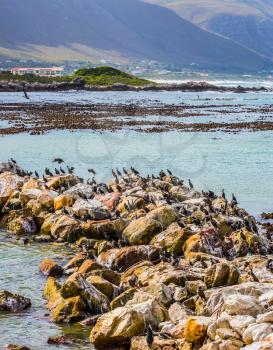 South Africa. Stone Spit-Peninsula in the Gulf of Ocean. African black-white penguins in Boulders Penguin Colony in the Table Mountain National Park. The concept of ecotourism