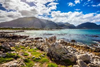  The algae, boulders and azure water of the Atlantic. Surroundings of Cape Town. Boulders Penguin Colony National Park, South Africa. The concept of  ecotourism