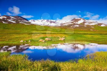 The fields overgrown with fresh green grass. Summer Iceland. The hills are covered with snow and are reflected in a small lake