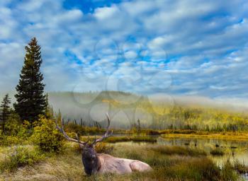 Noble deer with branched horns resting in dense grass. Cool autumn morning in the Rocky Mountains. Morning mist spreads over the lake. The concept of ecological tourism
