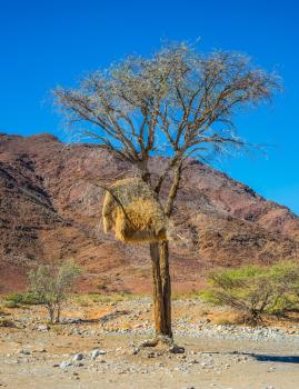 At roadside tree - big nest tropical bird - finch. Dirt road in Red Namib desert endless. The concept of exotic and extreme tourism