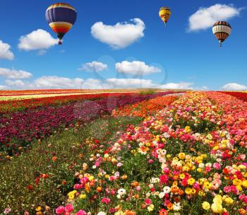 Three huge balloons flying over colorful floral field. Flowers and seeds are grown for export in Israel kibbutz fields