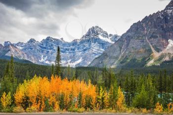 Autumn in Banff. Bright orange bush beside the road. The picturesque canyon in sunny day. Canadian Rockies, Banff National Park