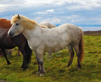Iceland in the summer. Farm grazing herds. Beautiful horse grazing in a meadow near the farm