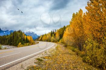 The grandiose nature of the Rockies of Canada. Migratory birds fly in flocks. The magnificent Highway 93 Icefields Parkway. The concept of active and automobile tourism