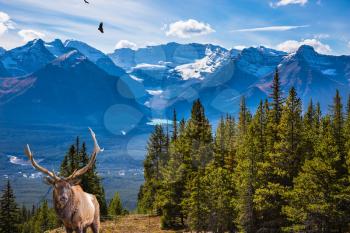 The magnificent noble deer with branched horns graze at the edge of the forest. The wooded mountains in beautiful autumn day. Concept of active and ecological tourism