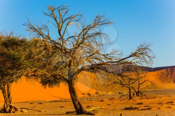 Namibia, South Africa.Three trees in a vast desert. Orange, purple and yellow dunes of the Namib desert. The concept of extreme and exotic tourism