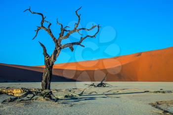 Sunset. The bottom of dried lake Deadvlei, with dry trees. Ecotourism in Namibia, Namib-Naukluft National Park