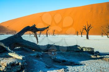  The bottom of dried lake Deadvlei, with dry trees. Ecotourism in Namib-Naukluft National Park, Namibia. The evening shadows