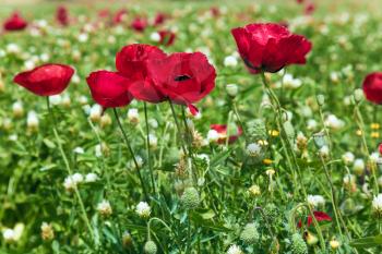Early spring in Israel. Fields of blossoming red anemones on a fine spring day. Concept of ecological and rural tourism